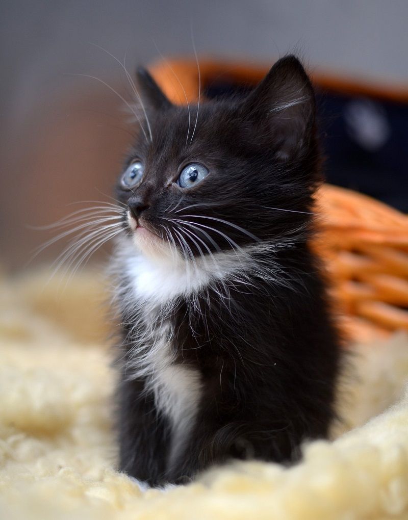 Adopt-a-cat-or-kitten-from-RSPCA.jpeg